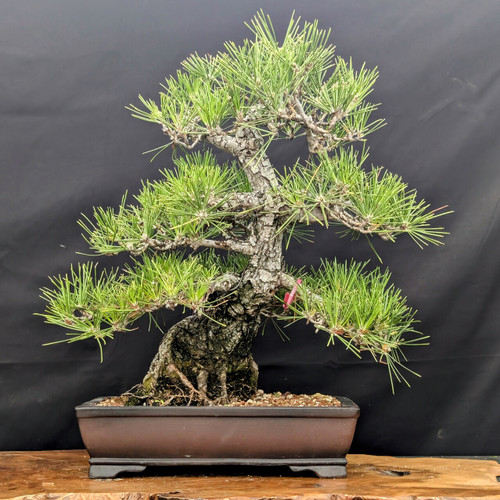 35-Year-Old Japanese Black Pine Bonsai – Grown by Gerald Rainville, Styled by Peter Olson (No. 15848