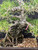 35-Year-Old Japanese Black Pine Bonsai – Grown by Gerald Rainville, Styled by Peter Olson (No. 15848