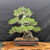 35-Year-Old Japanese Black Pine Bonsai – Grown by Gerald Rainville, Styled by Peter Olson (No. 15848
