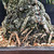 35-Year-Old Japanese Black Pine Bonsai – Grown by Gerald Rainville, Styled by Peter Olson (No. 15848