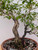Rough Bark Euonymus Alatus in a 15" Grow Pot - No. 17904