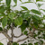 Rough Bark Euonymus Alatus in a 15" Grow Pot - No. 17904