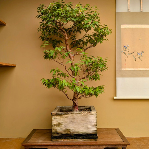 Stewardia in a 15" Grow Pot 