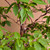 Stewartia in a 15" Grow Pot (IN-STORE PICKUP ONLY) - No. 17703