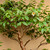 Stewartia in a 15" Grow Pot (IN-STORE PICKUP ONLY) - No. 17703