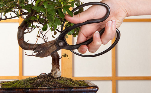 Bonsai Tips & Guides