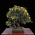 Variegated San Jose Juniper Bonsai in an Unglazed Etched Pot (No. 15154)