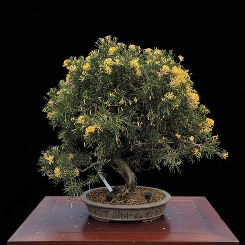 Variegated San Jose Juniper Bonsai in an Unglazed Etched Pot (No. 15154)