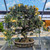 Variegated San Jose Juniper Bonsai in an Unglazed Etched Pot (No. 15154)