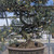 Variegated San Jose Juniper Bonsai in an Unglazed Etched Pot (No. 15154)