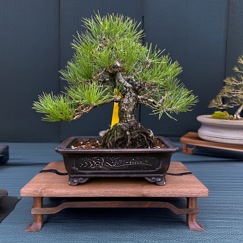 35+ Year Old Japanese Black Pine Bonsai – Rooted Strength, Gerald Rainville Grown No. 15312
