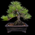 35+ Year Old Japanese Black Pine Bonsai – Rooted Strength, Gerald Rainville Grown No. 15312