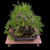 35+ Year Old Japanese Black Pine Bonsai – Rooted Strength, Gerald Rainville Grown No. 15312