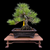 35+ Year Old Japanese Black Pine Bonsai – Rooted Strength, Gerald Rainville Grown No. 15312