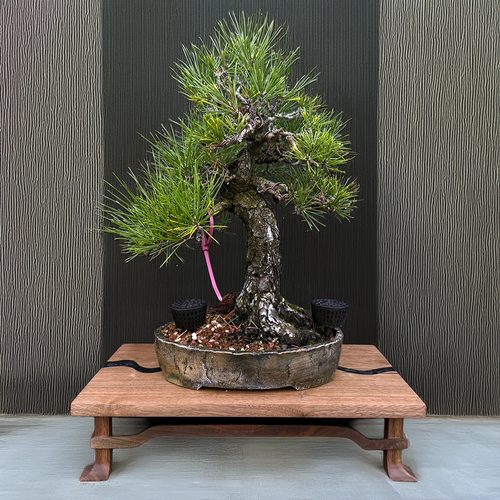 35+ Year Japanese Black Pine in One-of-a-Kind Bruce Lenore Wood-Fired Pot (Infamous Return Story)