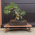 35+ Year Old Japanese Black Pine Bonsai – Grown from Seed by and Styled by John Romano No. 15640