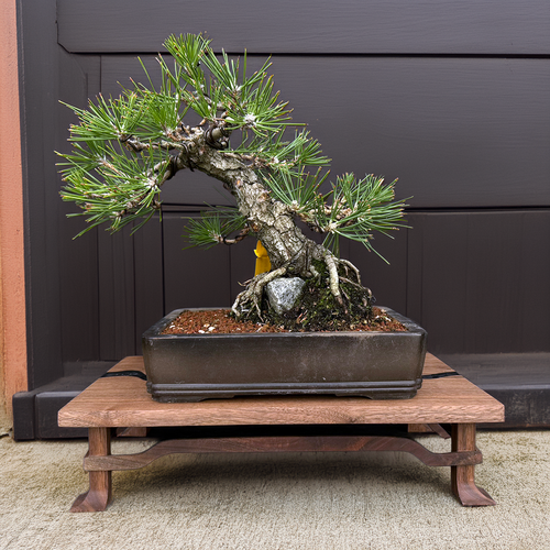 35+ Year Old Japanese Black Pine Bonsai – Grown from Seed by and Styled by John Romano No. 15640