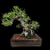 35+ Year Old Japanese Black Pine Bonsai – Grown from Seed by and Styled by John Romano No. 15640