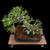 35+ Year Old Japanese Black Pine Bonsai – Grown from Seed by and Styled by John Romano No. 15640