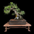 35+ Year Old Japanese Black Pine Bonsai – Grown from Seed by and Styled by John Romano No. 15640